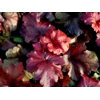 Heuchera 'Fire Alarm'