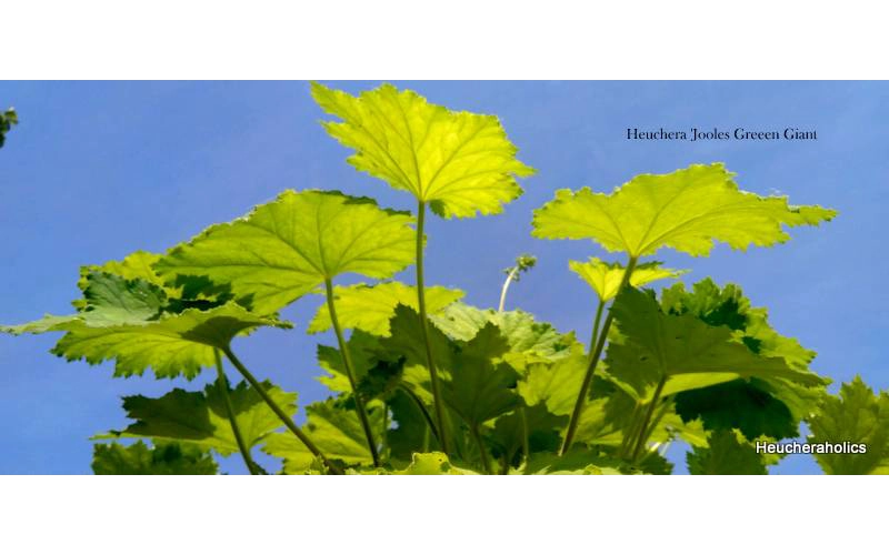 Heuchera 'Jooles Green Gaint'