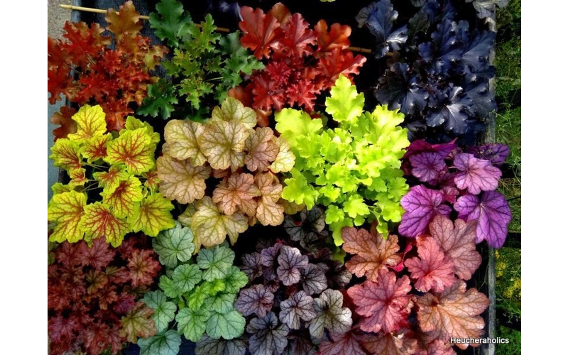 12 Mixed Heucheras for Sun and Shade