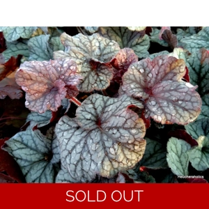 Heuchera 'Northern Exposure Silver'
