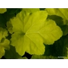Heuchera 'Citronelle'