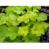 Heuchera 'Citronelle'