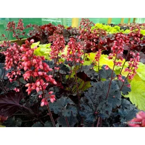 Heuchera 'Timeless Night'