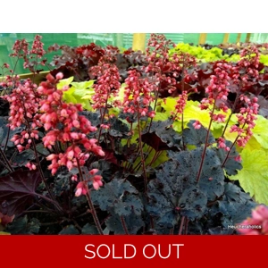 Heuchera 'Timeless Night'