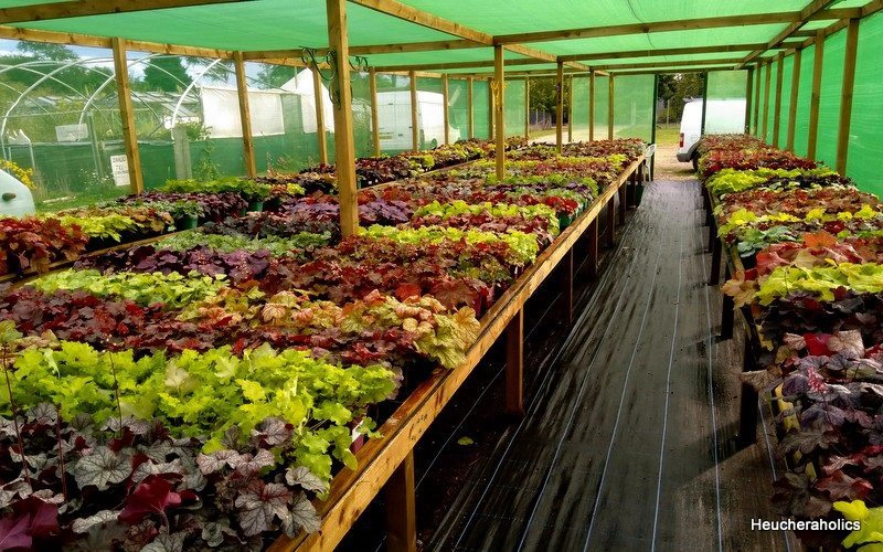 NURSERY OPEN DAYS  13th =14th SEPTEMBER      27th-28th SEPTEMBER -DETAILS ON WEBSITE