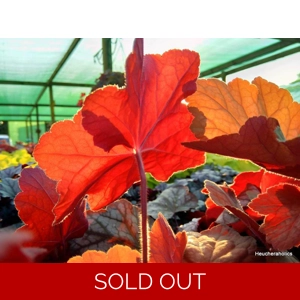 Heuchera 'Orange Dream'