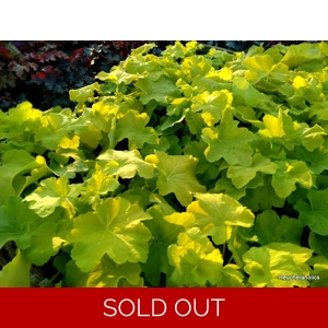 Heuchera 'Citronelle'