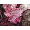 Heuchera 'Pretty Flamingo'