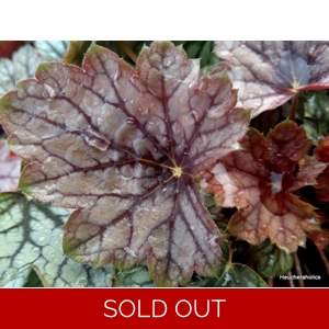 Heuchera 'Venus'