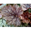Heuchera 'Venus'