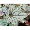 Heuchera 'Venus'