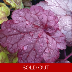 Heuchera 'Pretty Flamingo'