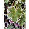 Heuchera 'Sashay'