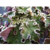 Heuchera 'Sashay'