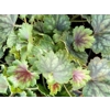 Heuchera 'Lucky Lane Lemon'