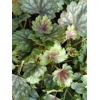 Heuchera 'Lucky Lane Lemon'