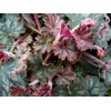 Heuchera 'Coral Reef'
