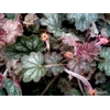 Heuchera 'Coral Reef'