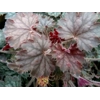 Heuchera 'Coral Reef'