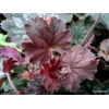Heuchera 'Coral Reef'