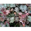 Heuchera 'Coral Reef'