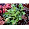 Heuchera 'Florence'
