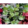 Heuchera 'Florence'