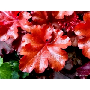 Heuchera 'Boysenberry' - Indian Summer Series