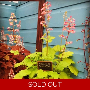 Heuchera 'Sweet Tart'. - Cutie series