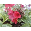 Pulmonaria 'Shrimps on the barbie'