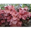 Heuchera 'Pinot Gris'