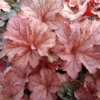 Heuchera 'Pinot Gris'