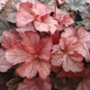 Heuchera 'Pinot Gris'