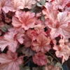 Heuchera 'Pinot Gris'