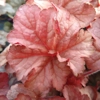 Heuchera 'Pinot Gris'