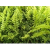 Polystichum tsus-simense