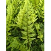 Polystichum tsus-simense