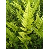 Polystichum tsus-simense