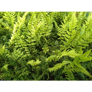 Polystichum tsus-simense