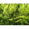 Polystichum tsus-simense