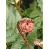 Dryopteris erythrosora