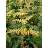 Dryopteris erythrosora