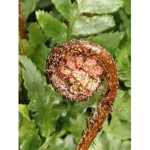 Dryopteris erythrosora