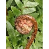 Dryopteris erythrosora