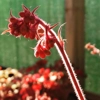Heuchera 'Coral Reef'