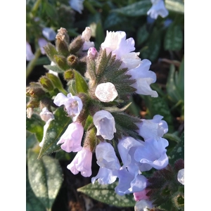 Pulmonaria 'Opal'