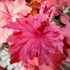 Heuchera 'Orange Dream'