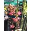 Heuchera 'Florence'