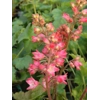 Heuchera 'Florence'