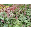 Heucherella 'Pink Fizz'